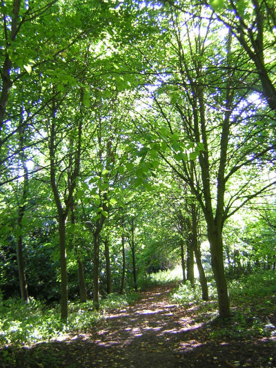Trees in Vavasseur's Wood